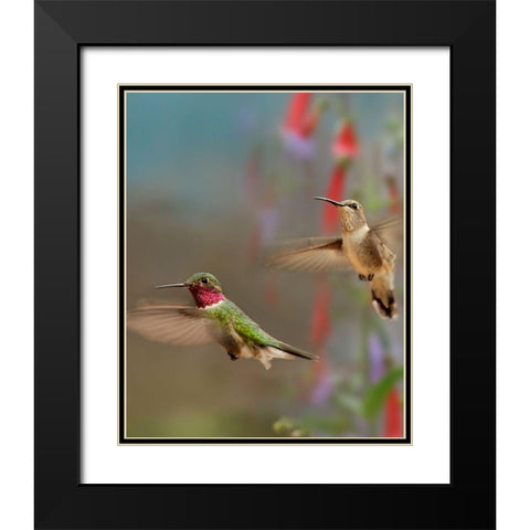 Broad Tailed Hummingbirds Black Modern Wood Framed Art Print with Double Matting by Fitzharris, Tim