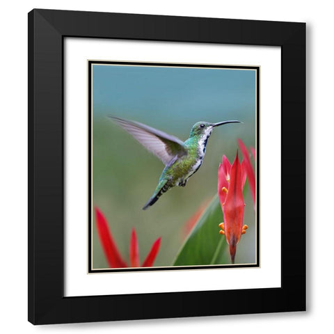 Green Breasted Mango Hummingbird Black Modern Wood Framed Art Print with Double Matting by Fitzharris, Tim