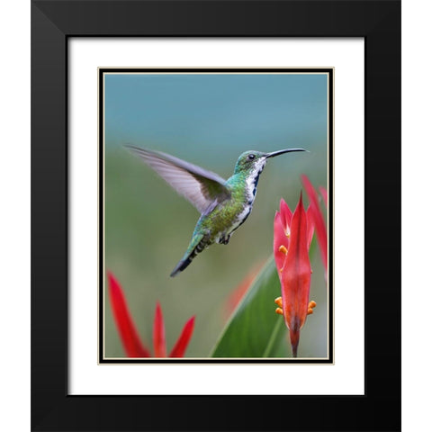 Green Breasted Mango Hummingbird Black Modern Wood Framed Art Print with Double Matting by Fitzharris, Tim