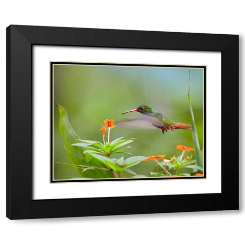 Rufous Tailed Hummingbird Black Modern Wood Framed Art Print with Double Matting by Fitzharris, Tim