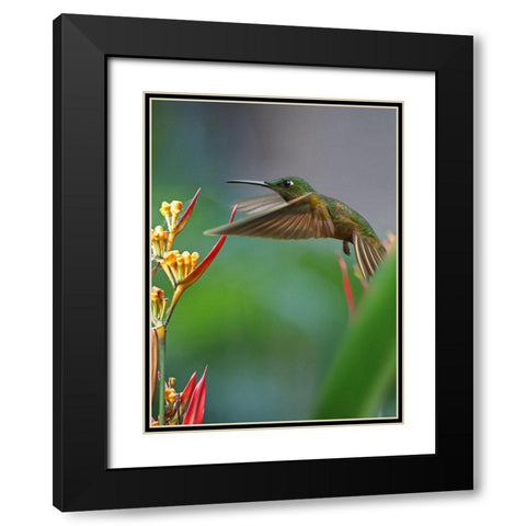 Fawn Breasted Brilliant Hummingbird Black Modern Wood Framed Art Print with Double Matting by Fitzharris, Tim