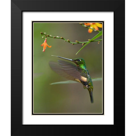 Buff Winged Starfrontlet Hummingbirds Black Modern Wood Framed Art Print with Double Matting by Fitzharris, Tim