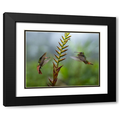 Rufous Tailed Hummingbirds Black Modern Wood Framed Art Print with Double Matting by Fitzharris, Tim