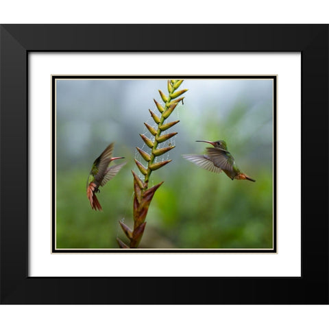 Rufous Tailed Hummingbirds Black Modern Wood Framed Art Print with Double Matting by Fitzharris, Tim