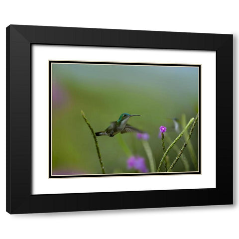 Andean Emerald Humming Bird Black Modern Wood Framed Art Print with Double Matting by Fitzharris, Tim