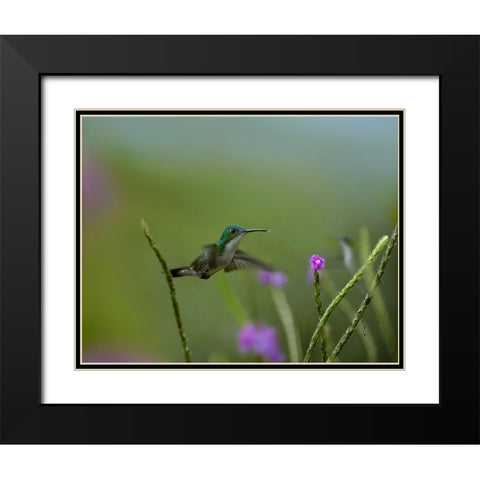 Andean Emerald Humming Bird Black Modern Wood Framed Art Print with Double Matting by Fitzharris, Tim