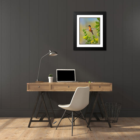 Gray Tailed Mountain Gem Hummingbird Black Modern Wood Framed Art Print with Double Matting by Fitzharris, Tim