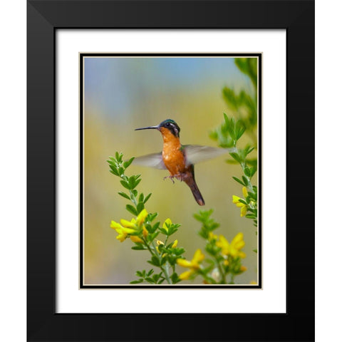 Gray Tailed Mountain Gem Hummingbird Black Modern Wood Framed Art Print with Double Matting by Fitzharris, Tim