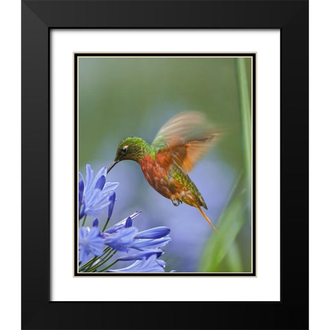 Chestnut Breasted Coronet Hummingbirds Black Modern Wood Framed Art Print with Double Matting by Fitzharris, Tim