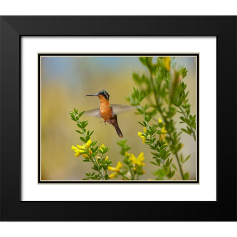 Gray Tailed Mountain-Gem Hummingbird Black Modern Wood Framed Art Print with Double Matting by Fitzharris, Tim