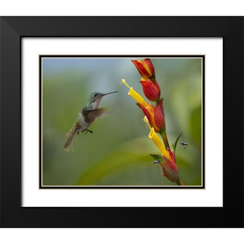 Andean Emerald Humming Bird Black Modern Wood Framed Art Print with Double Matting by Fitzharris, Tim