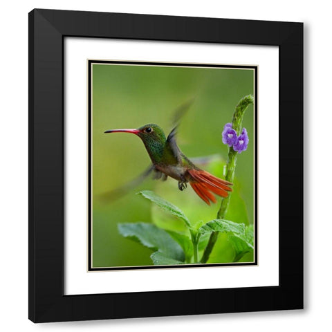 Rufous Tailed Hummingbird Black Modern Wood Framed Art Print with Double Matting by Fitzharris, Tim