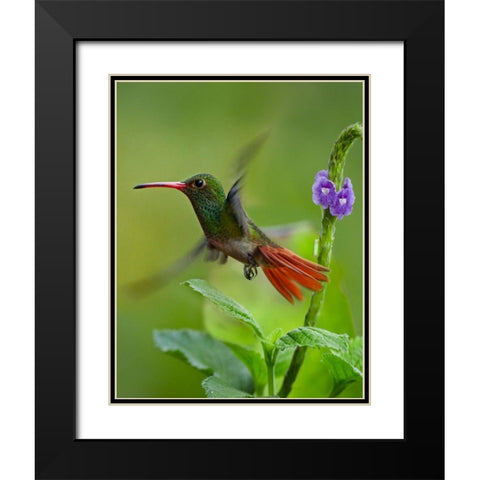 Rufous Tailed Hummingbird Black Modern Wood Framed Art Print with Double Matting by Fitzharris, Tim