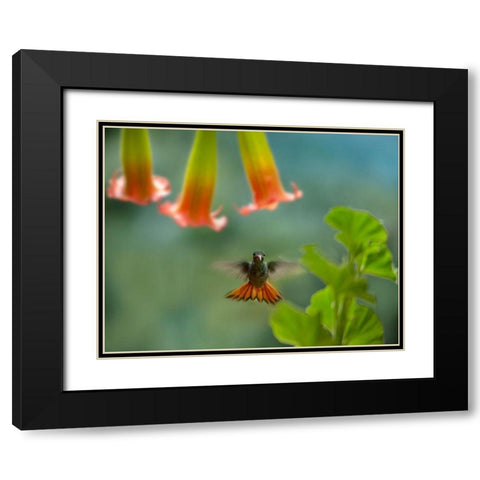 Rufous Tailed Hummingbird Black Modern Wood Framed Art Print with Double Matting by Fitzharris, Tim