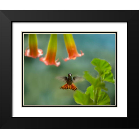 Rufous Tailed Hummingbird Black Modern Wood Framed Art Print with Double Matting by Fitzharris, Tim