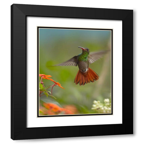 Rufous Tailed Hummingbird Black Modern Wood Framed Art Print with Double Matting by Fitzharris, Tim