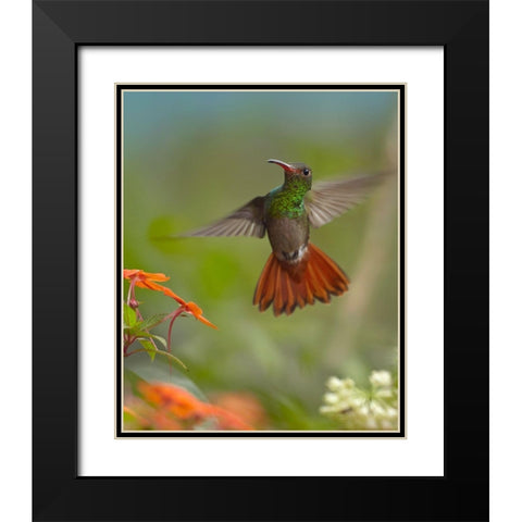 Rufous Tailed Hummingbird Black Modern Wood Framed Art Print with Double Matting by Fitzharris, Tim