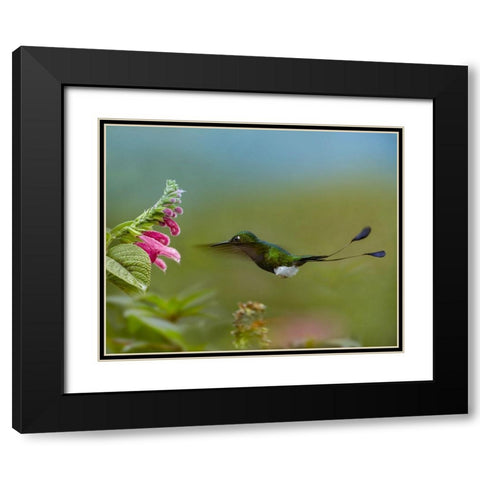 Booted Racket-Tail Hummingbird Black Modern Wood Framed Art Print with Double Matting by Fitzharris, Tim