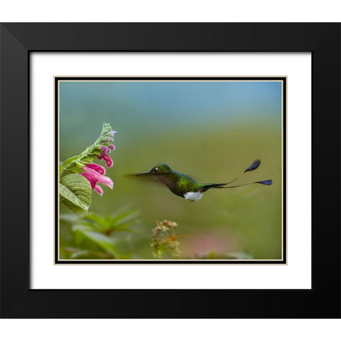 Booted Racket-Tail Hummingbird Black Modern Wood Framed Art Print with Double Matting by Fitzharris, Tim