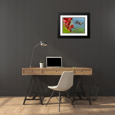 Purple Throated Woodstar Hummingbird Black Modern Wood Framed Art Print with Double Matting by Fitzharris, Tim