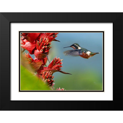 Purple Throated Woodstar Hummingbird Black Modern Wood Framed Art Print with Double Matting by Fitzharris, Tim