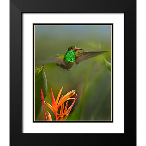 Rufous Tailed Hummingbird Black Modern Wood Framed Art Print with Double Matting by Fitzharris, Tim