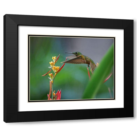 Fawn Breasted Brilliant Hummingbird Black Modern Wood Framed Art Print with Double Matting by Fitzharris, Tim