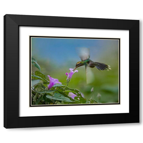 Green Hermit Hummingbird Black Modern Wood Framed Art Print with Double Matting by Fitzharris, Tim