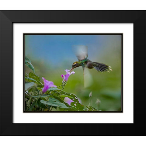 Green Hermit Hummingbird Black Modern Wood Framed Art Print with Double Matting by Fitzharris, Tim