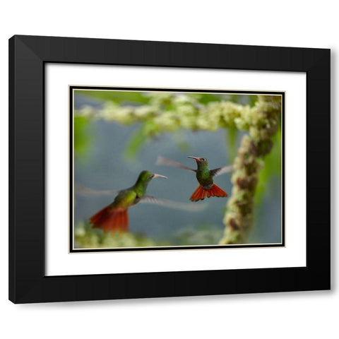 Rufous Tailed Hummingbirds Black Modern Wood Framed Art Print with Double Matting by Fitzharris, Tim