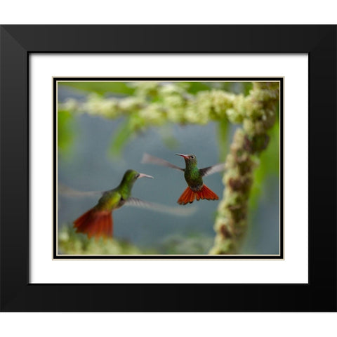 Rufous Tailed Hummingbirds Black Modern Wood Framed Art Print with Double Matting by Fitzharris, Tim