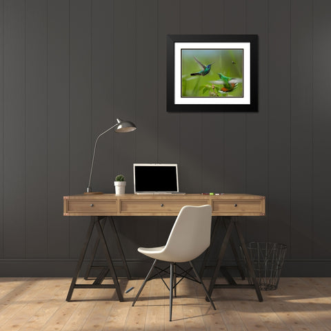 Green Violet-Ear Hummingbird and Green-Breasted Mango Hummingbirds Black Modern Wood Framed Art Print with Double Matting by Fitzharris, Tim