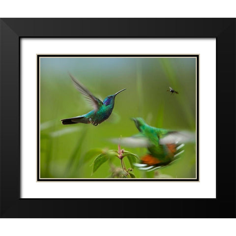 Green Violet-Ear Hummingbird and Green-Breasted Mango Hummingbirds Black Modern Wood Framed Art Print with Double Matting by Fitzharris, Tim