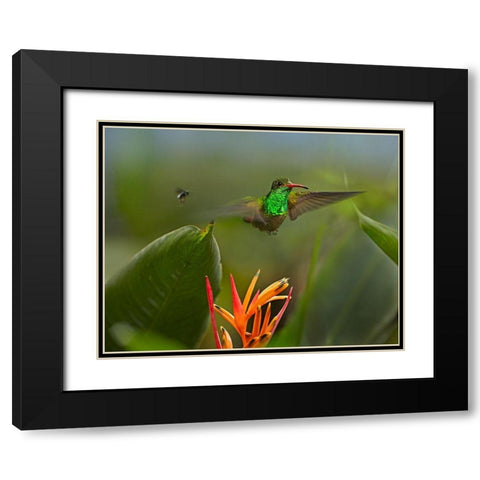Rufous Tailed Hummingbird with Wasp Black Modern Wood Framed Art Print with Double Matting by Fitzharris, Tim