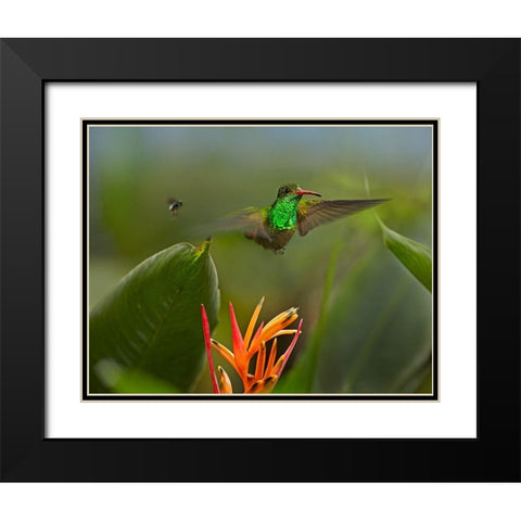 Rufous Tailed Hummingbird with Wasp Black Modern Wood Framed Art Print with Double Matting by Fitzharris, Tim