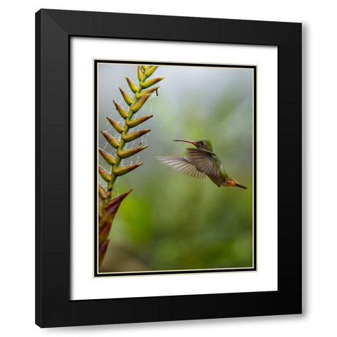 Rufous Tailed Hummingbirds Black Modern Wood Framed Art Print with Double Matting by Fitzharris, Tim