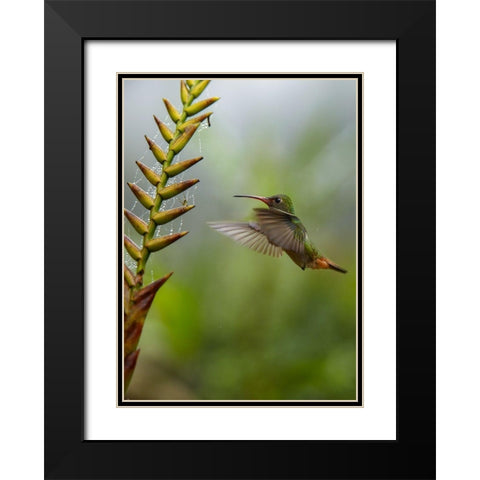 Rufous Tailed Hummingbirds Black Modern Wood Framed Art Print with Double Matting by Fitzharris, Tim