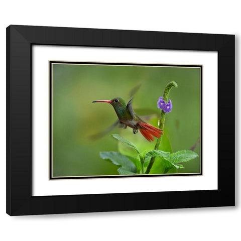 Rufous Tailed Hummingbirds Black Modern Wood Framed Art Print with Double Matting by Fitzharris, Tim