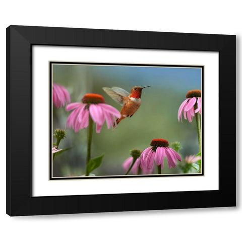 Rufous Hummingbird among purple Cornflowers Black Modern Wood Framed Art Print with Double Matting by Fitzharris, Tim