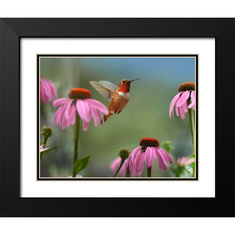 Rufous Hummingbird among purple Cornflowers Black Modern Wood Framed Art Print with Double Matting by Fitzharris, Tim