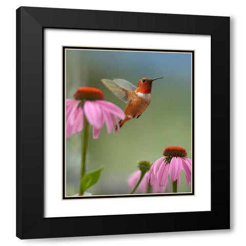 Rufous Hummingbird at Purple Coneflowers Black Modern Wood Framed Art Print with Double Matting by Fitzharris, Tim