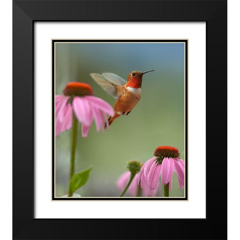 Rufous Hummingbird at Purple Coneflowers Black Modern Wood Framed Art Print with Double Matting by Fitzharris, Tim