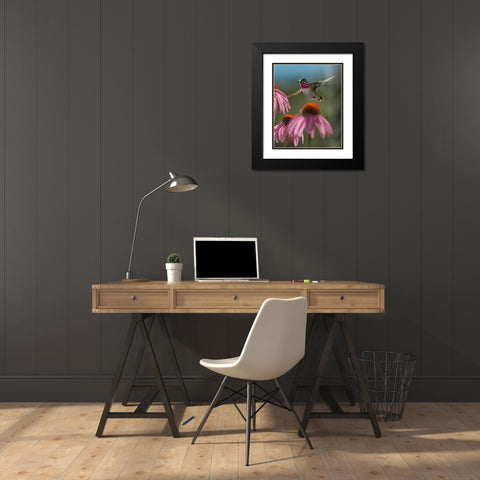 Calliope Hummingbird at Purple Coneflowers Black Modern Wood Framed Art Print with Double Matting by Fitzharris, Tim
