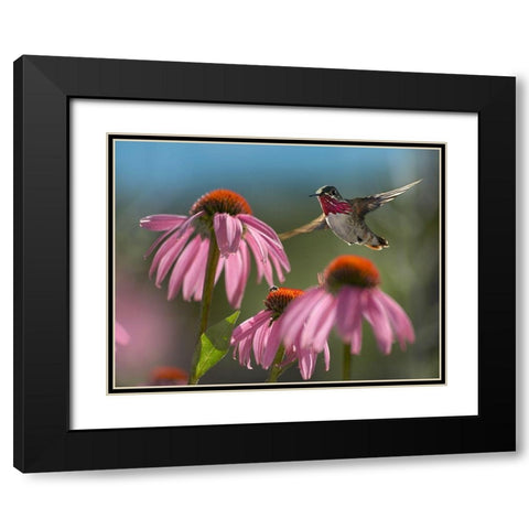 Calliope Hummingbird at Purple Coneflowers Black Modern Wood Framed Art Print with Double Matting by Fitzharris, Tim