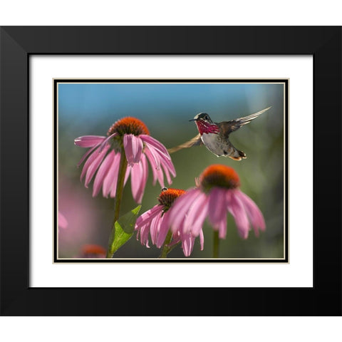 Calliope Hummingbird at Purple Coneflowers Black Modern Wood Framed Art Print with Double Matting by Fitzharris, Tim