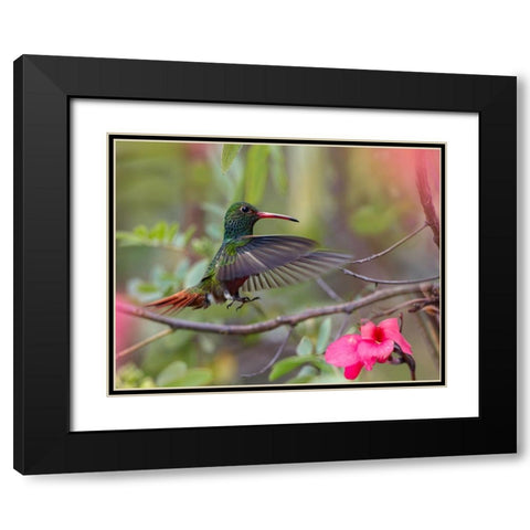 Hovering Male Rufous Tailed Hummingbird Black Modern Wood Framed Art Print with Double Matting by Fitzharris, Tim