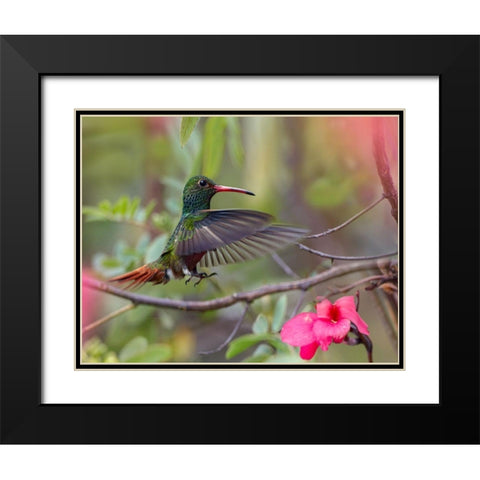 Hovering Male Rufous Tailed Hummingbird Black Modern Wood Framed Art Print with Double Matting by Fitzharris, Tim