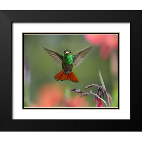 Rufous Tailed Hummingbird Black Modern Wood Framed Art Print with Double Matting by Fitzharris, Tim