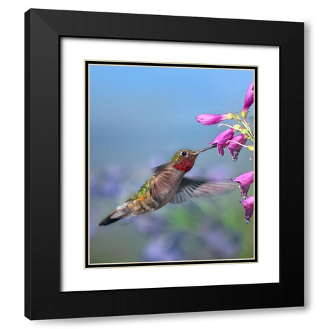 Broad Tailed Hummingbird Black Modern Wood Framed Art Print with Double Matting by Fitzharris, Tim