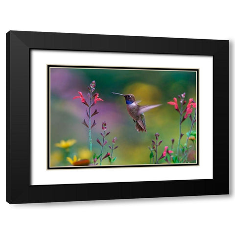 Black Chinned Hummingbird on Desert Penstemon Black Modern Wood Framed Art Print with Double Matting by Fitzharris, Tim